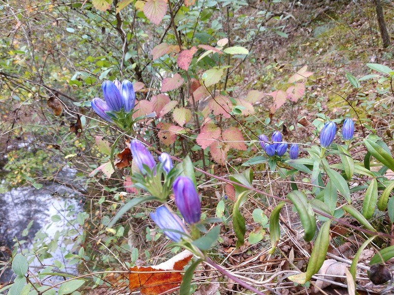 Harvestbells photo 5