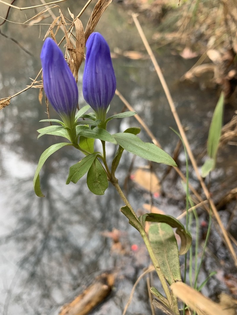 Harvestbells photo 6