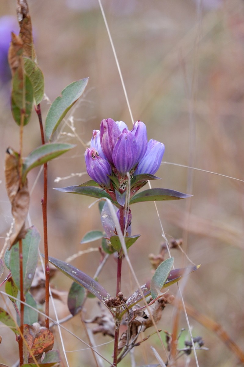 Harvestbells photo 7
