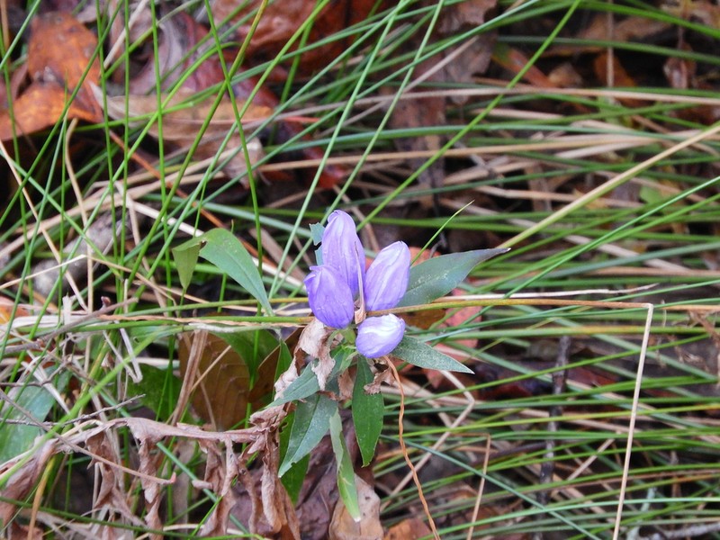 Harvestbells photo 8