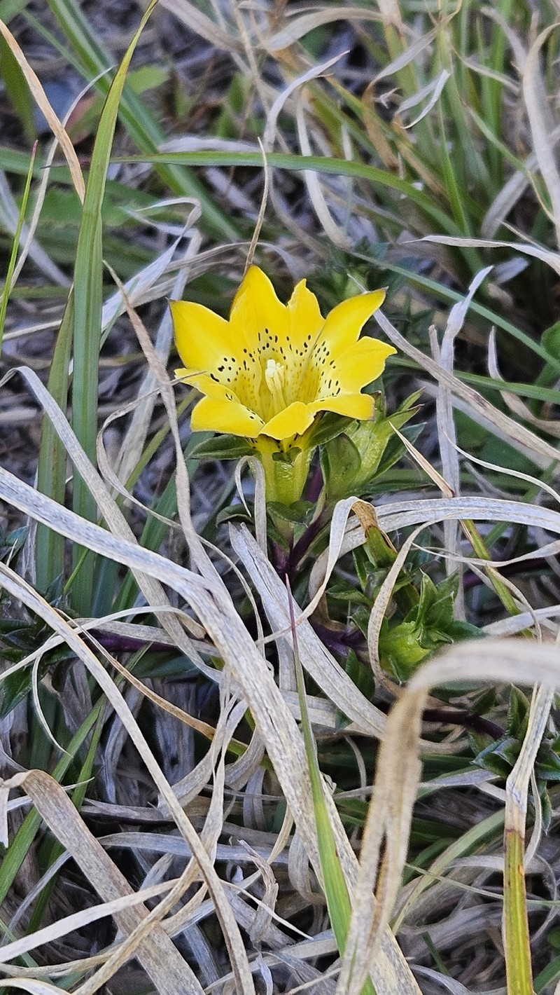 Gentiana scabrida subsp. scabrida