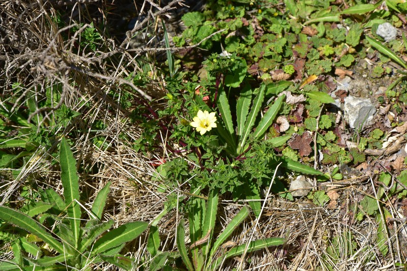 Gentiana scabrida subsp. scabrida photo 2