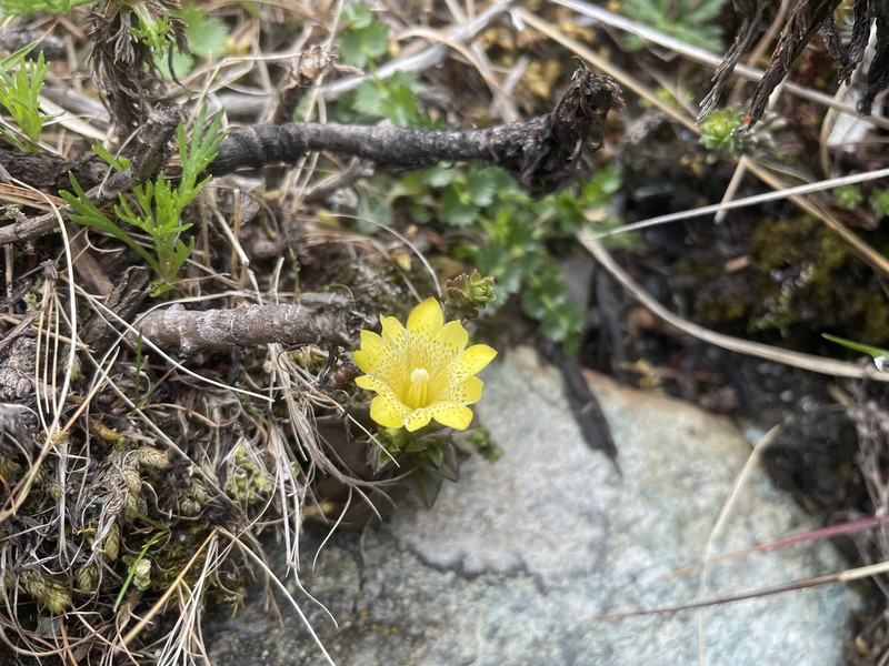Gentiana scabrida subsp. scabrida photo 3