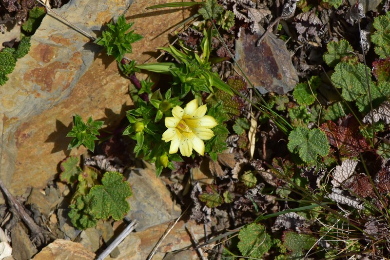 Gentiana scabrida subsp. scabrida photo 4