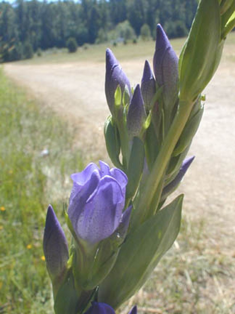 King's Scepter Gentian