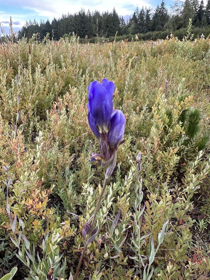 King's Scepter Gentian