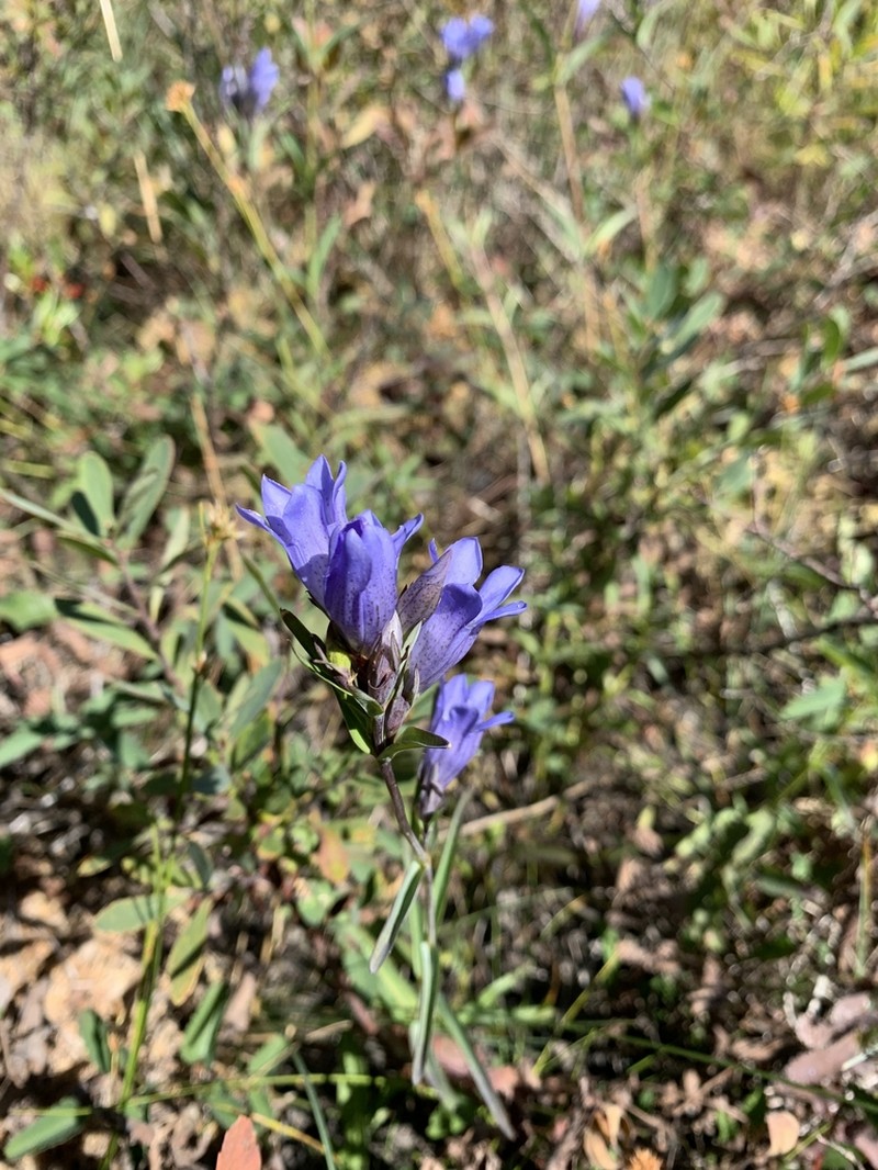King's Scepter Gentian photo 2