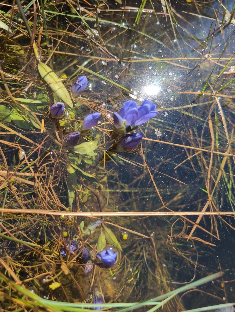 King's Scepter Gentian photo 3