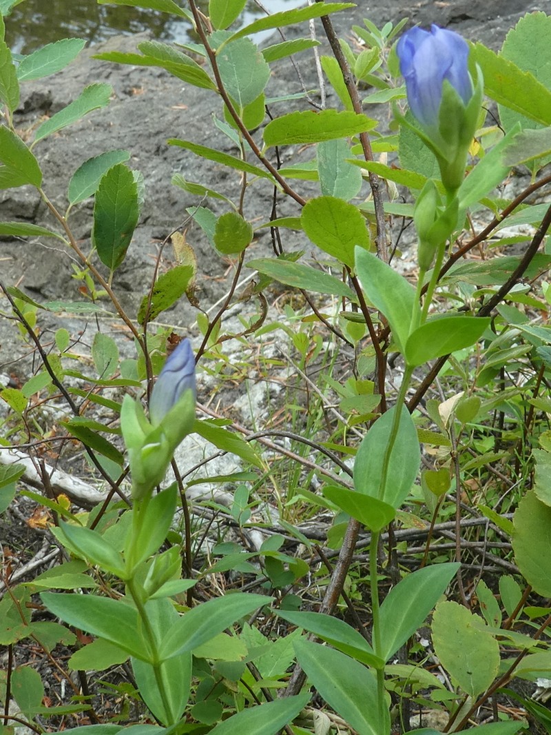King's Scepter Gentian photo 4