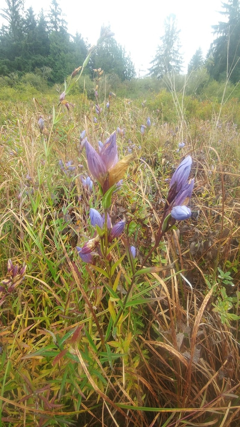 King's Scepter Gentian photo 5