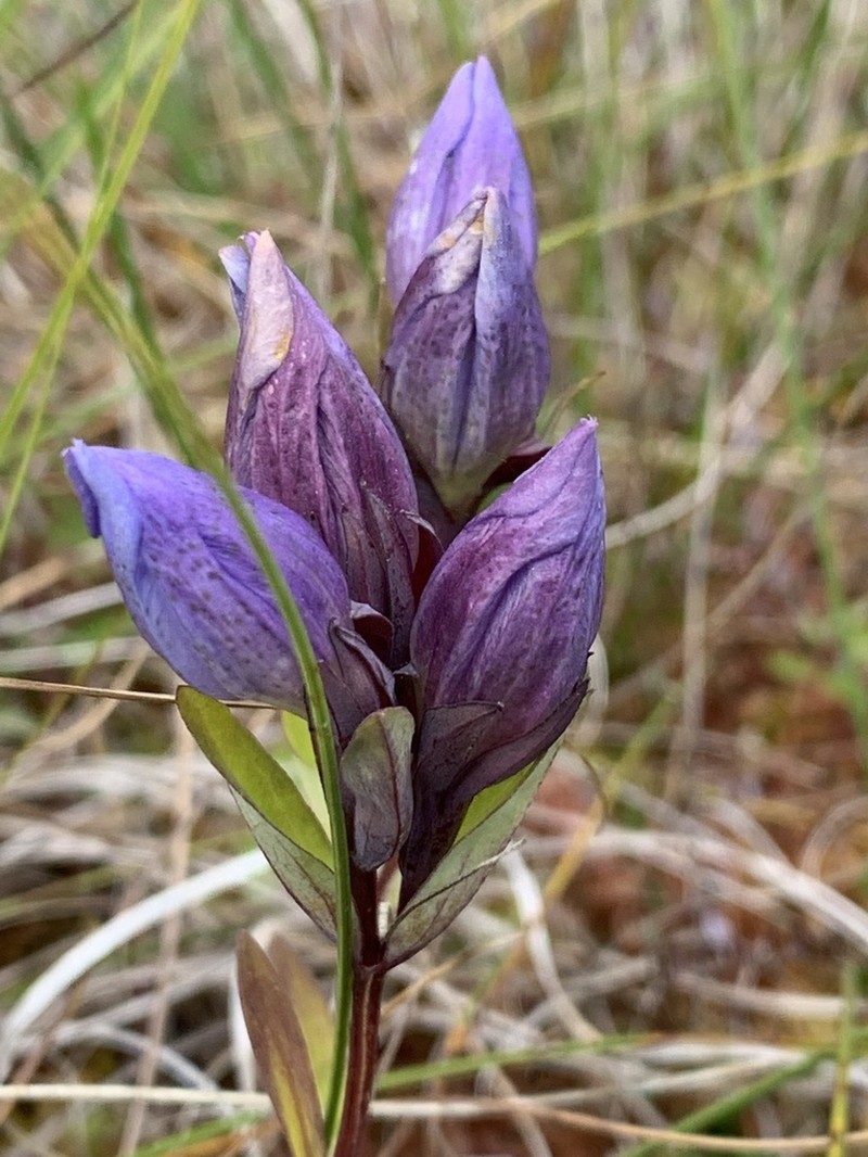 King's Scepter Gentian photo 6
