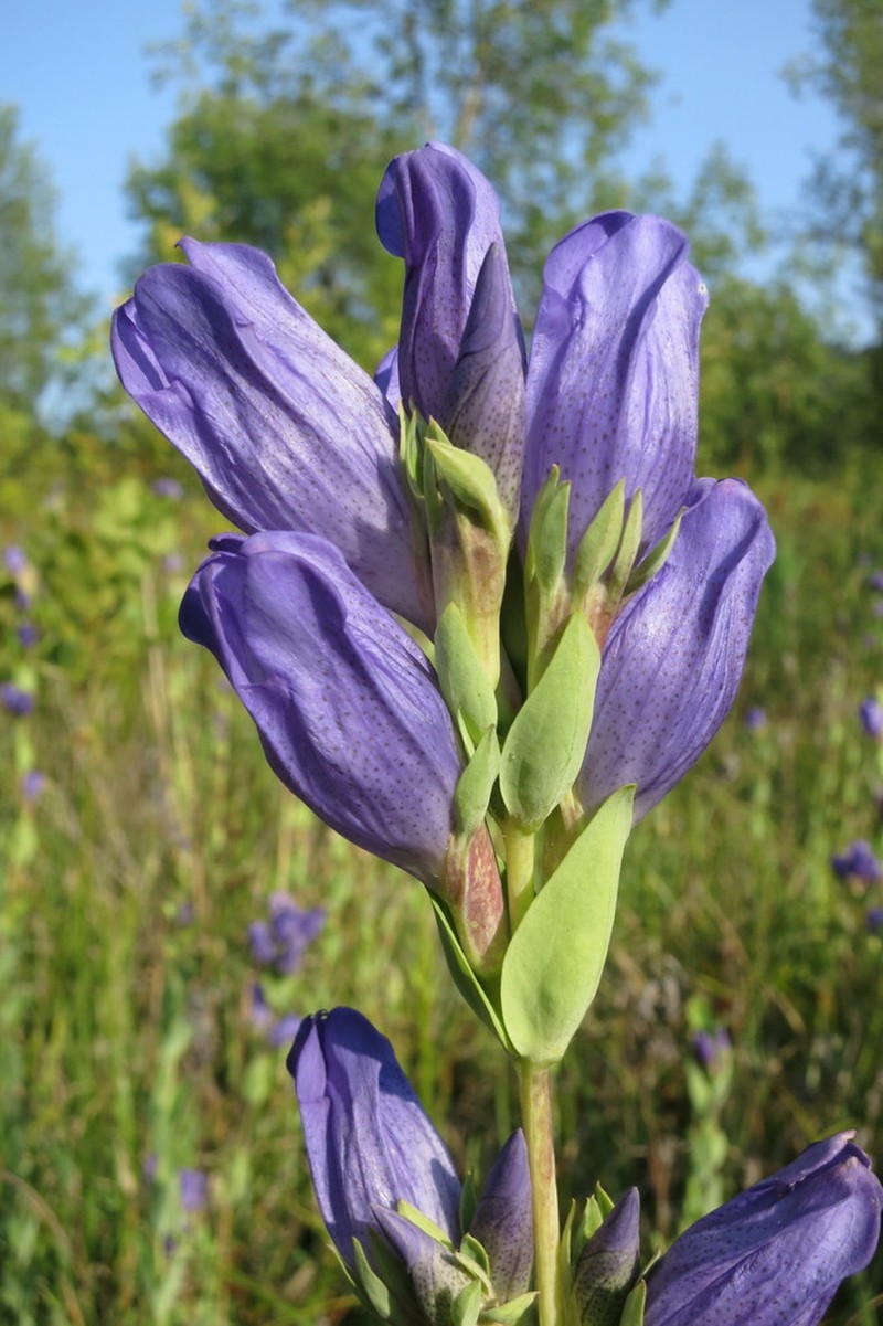 King's Scepter Gentian photo 7