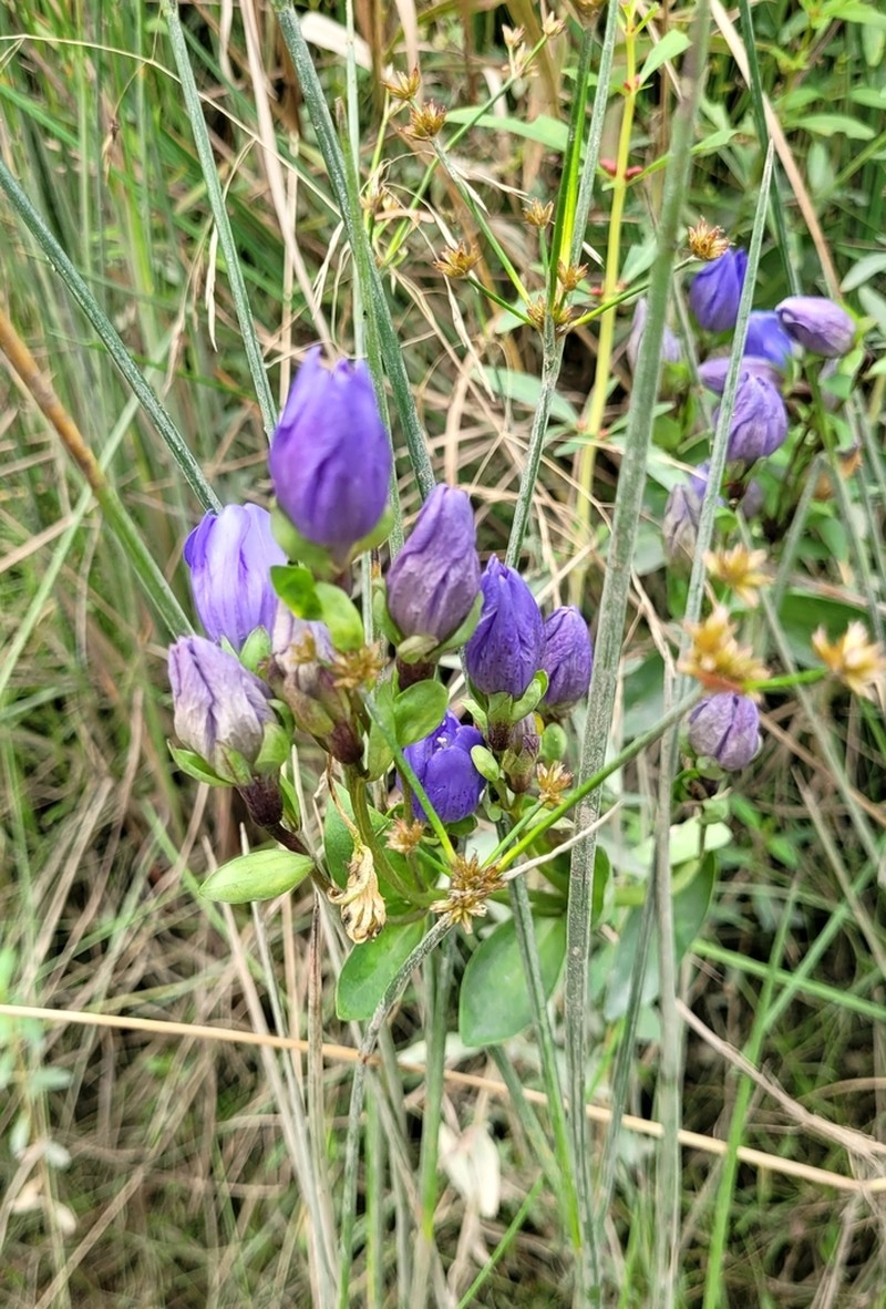 King's Scepter Gentian photo 8