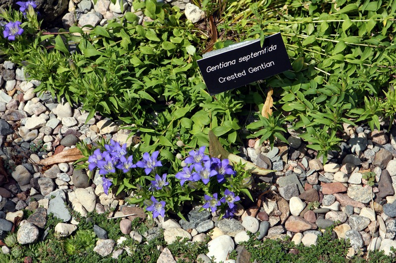 Crested Gentian photo 5