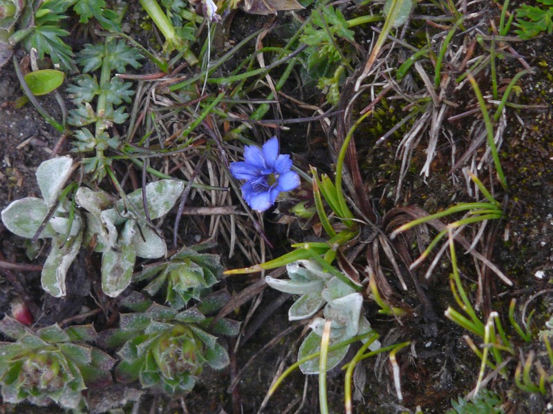 Crested Gentian photo 6