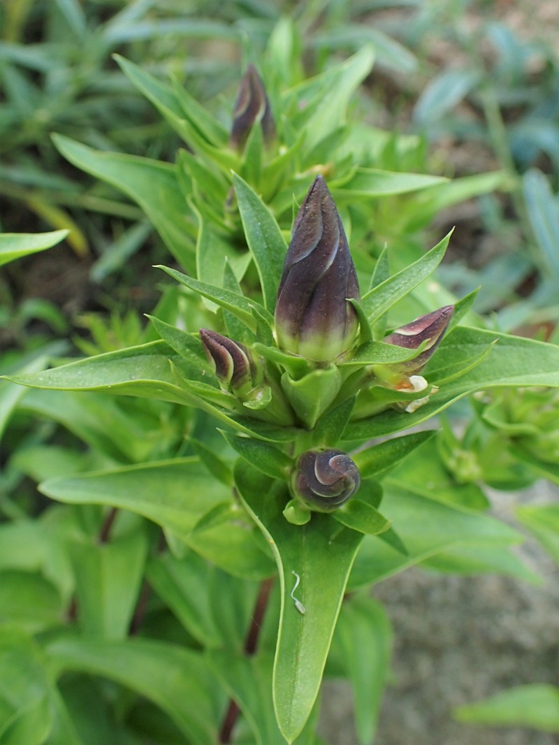 Crested Gentian photo 2