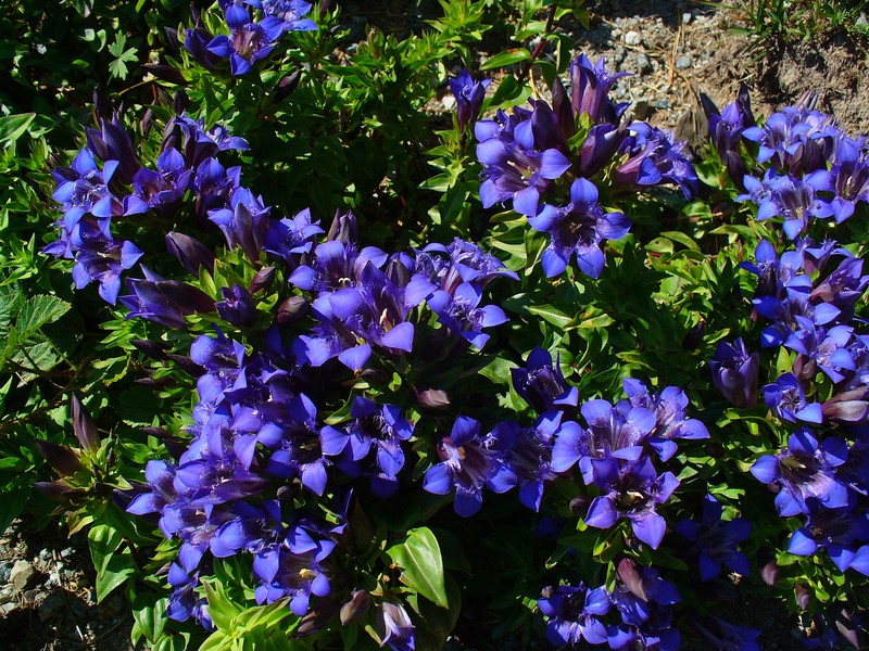 Crested Gentian photo 3