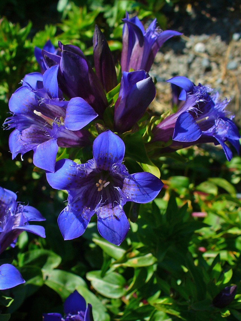 Crested Gentian photo 4