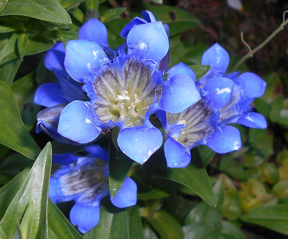 Crested Gentian