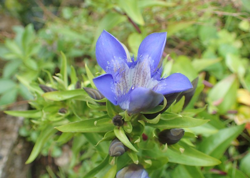 Crested Gentian photo 8