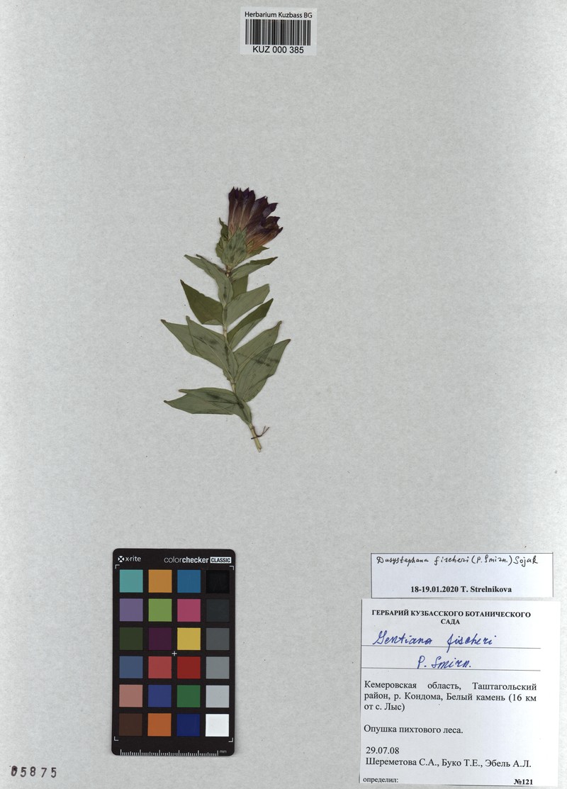 Gentiana septemfida subsp. septemfida