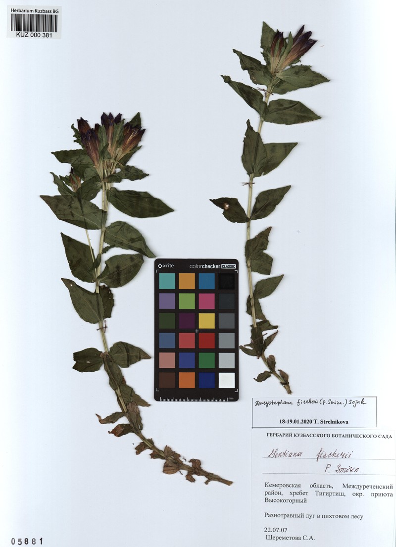 Gentiana septemfida subsp. septemfida photo 2