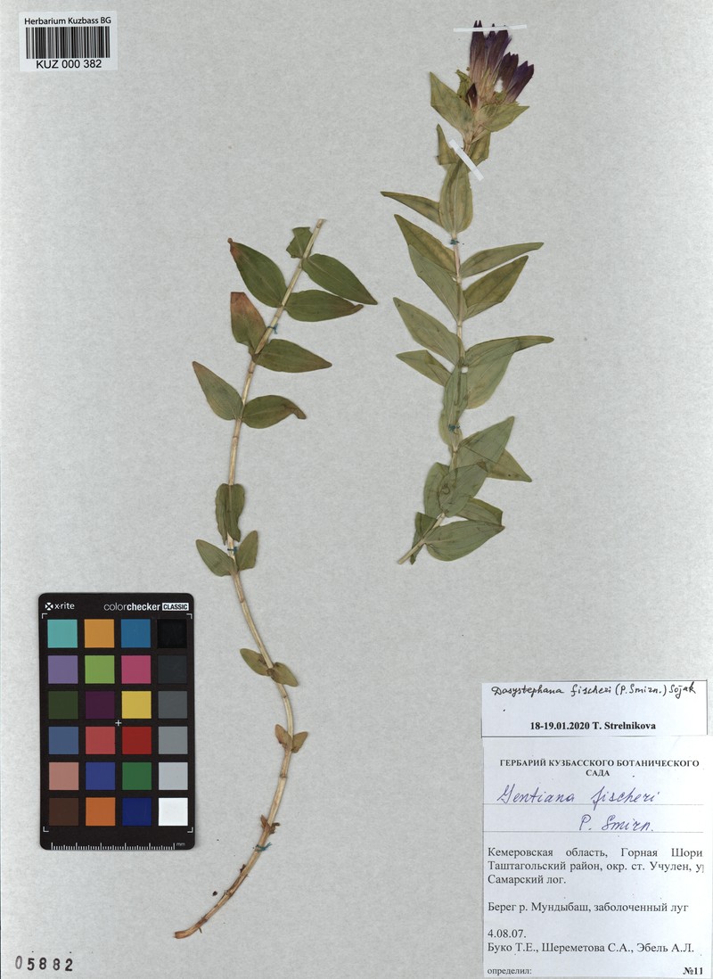 Gentiana septemfida subsp. septemfida photo 3