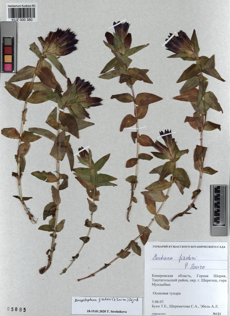Gentiana septemfida subsp. septemfida photo 4
