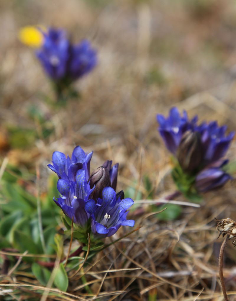 Mendocino Gentian