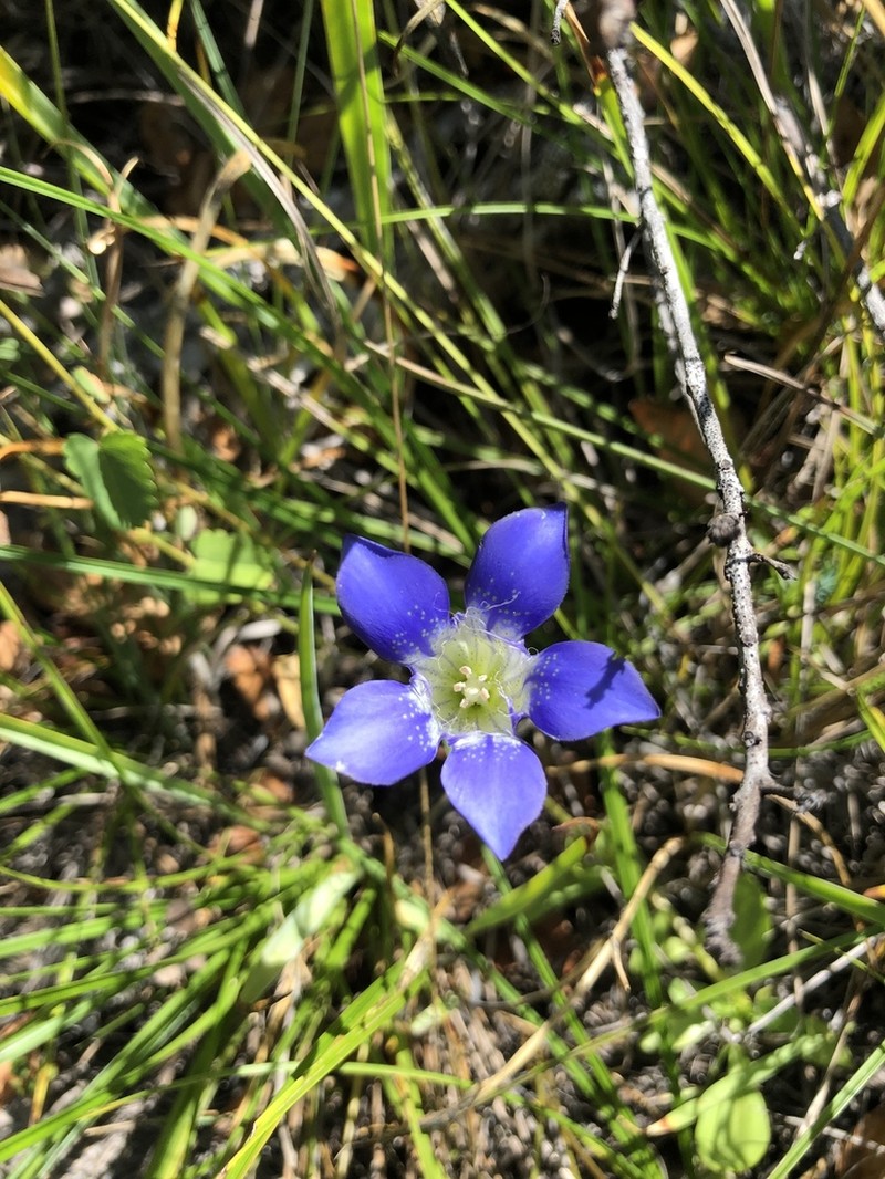 Mendocino Gentian
