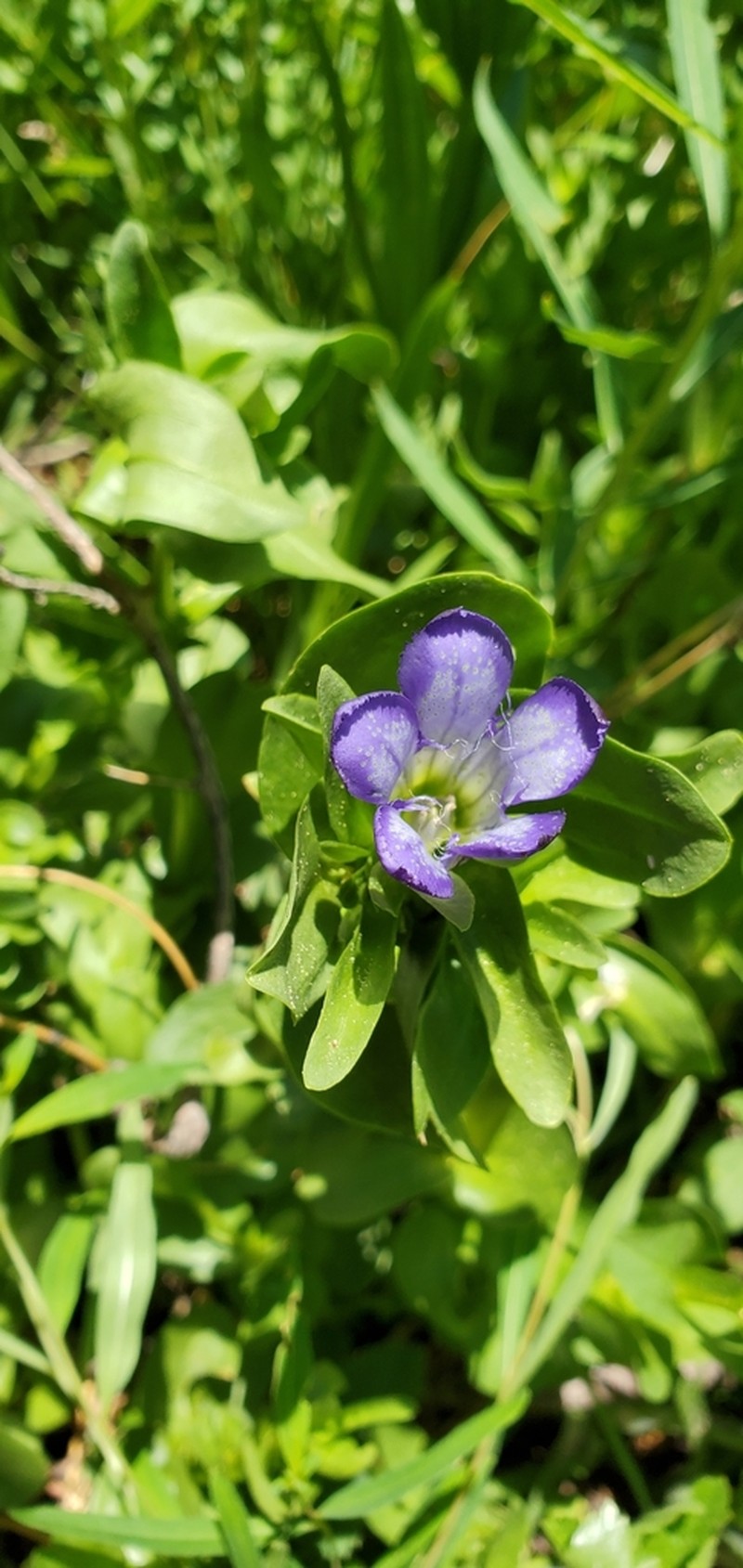 Mendocino Gentian photo 2