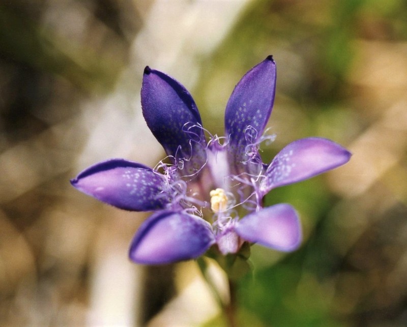 Mendocino Gentian photo 3