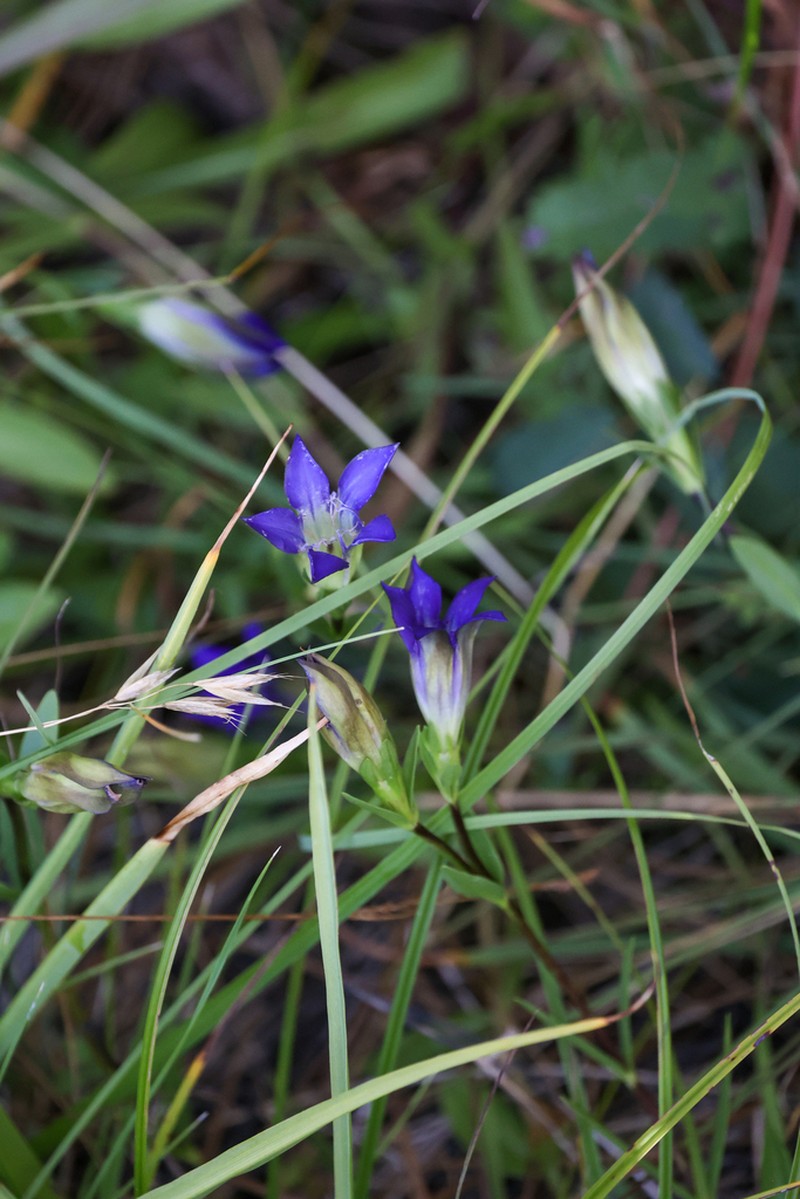 Mendocino Gentian photo 4