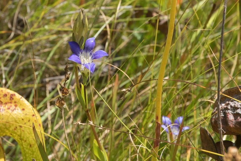 Mendocino Gentian photo 5