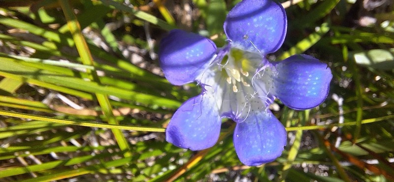 Mendocino Gentian photo 6