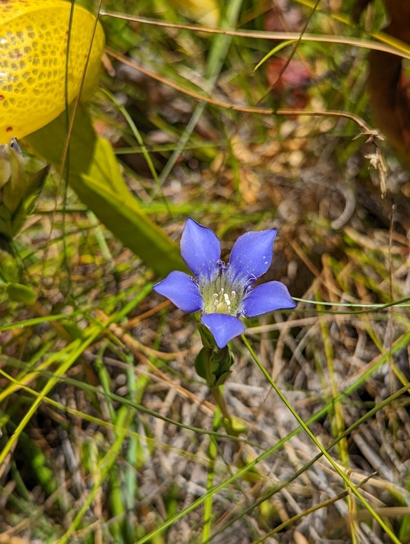 Mendocino Gentian photo 7