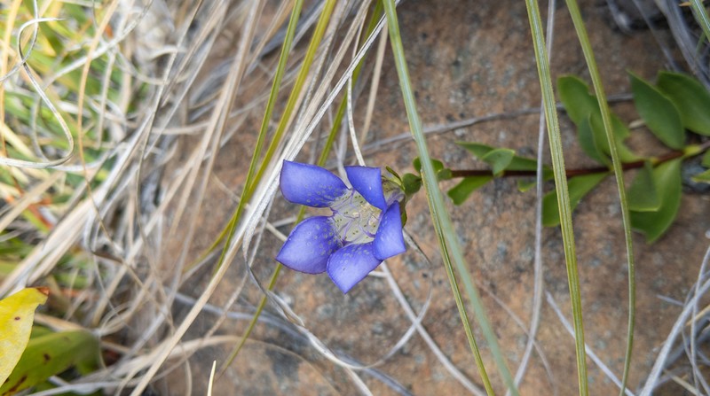 Mendocino Gentian photo 8