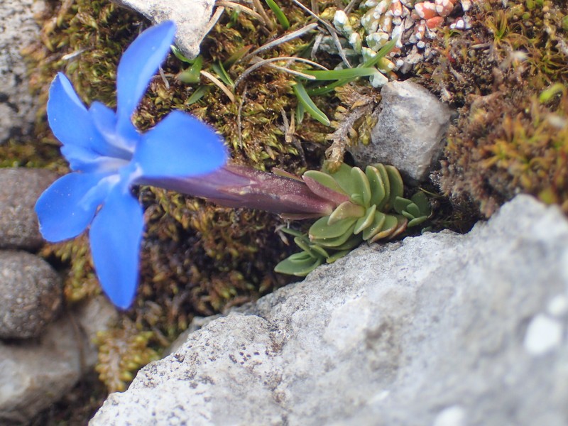 Gentiana terglouensis subsp. terglouensis