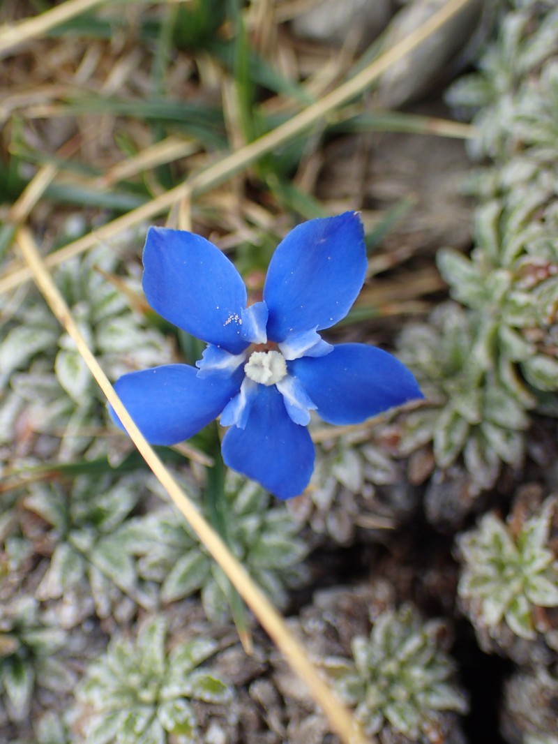 Gentiana terglouensis subsp. terglouensis photo 2