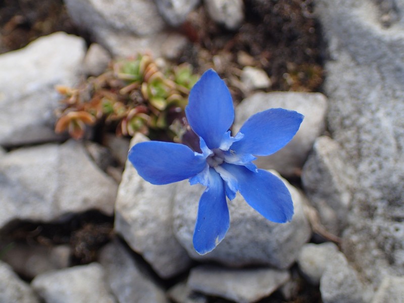 Gentiana terglouensis subsp. terglouensis photo 3