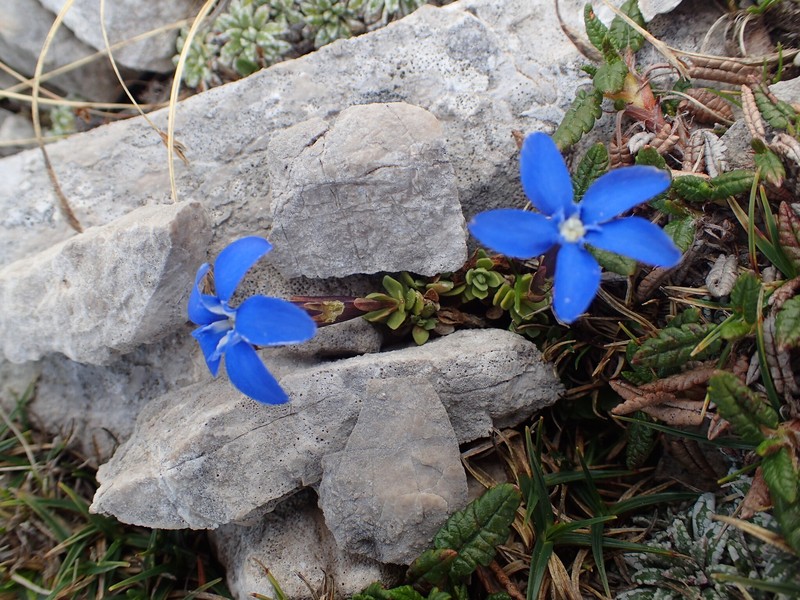 Gentiana terglouensis subsp. terglouensis photo 4