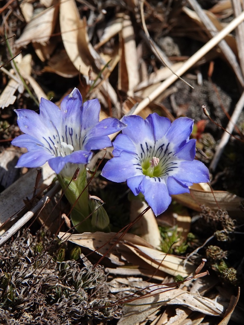Gentiana thunbergii var. thunbergii