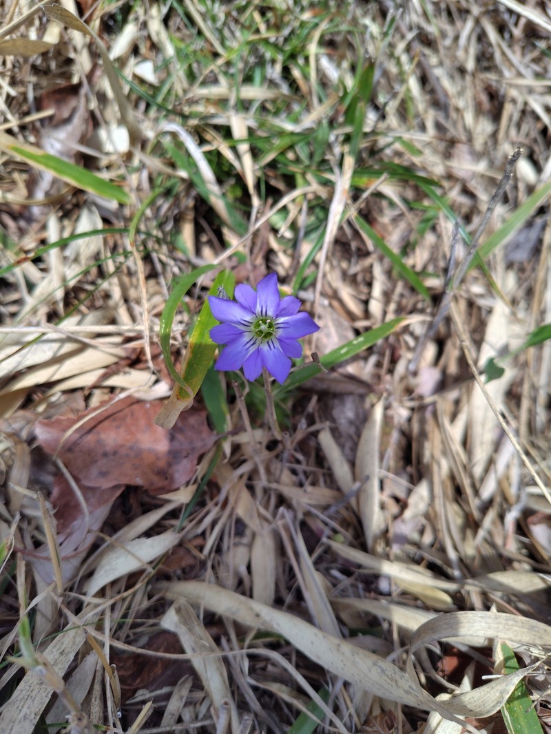 Gentiana thunbergii var. thunbergii photo 2