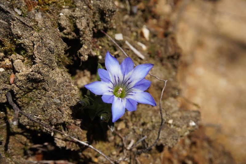 Gentiana thunbergii var. thunbergii photo 3