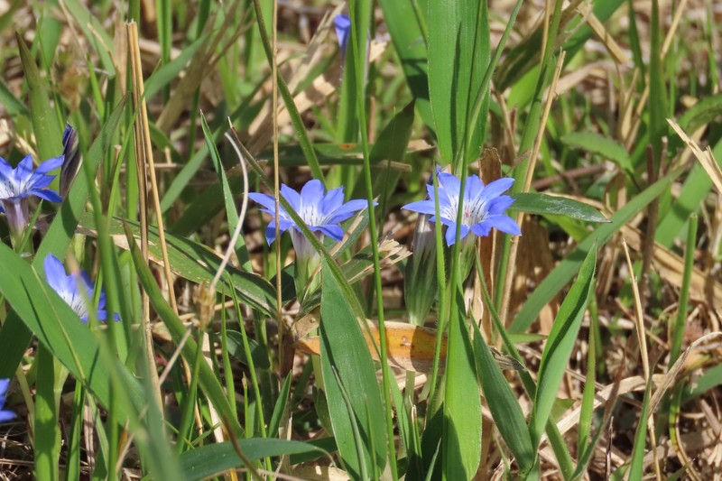 Gentiana thunbergii var. thunbergii photo 4