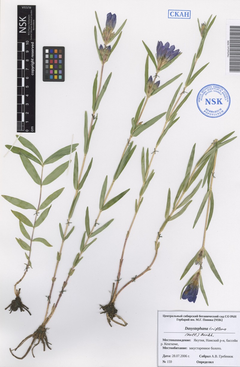 Gentiana triflora subsp. triflora