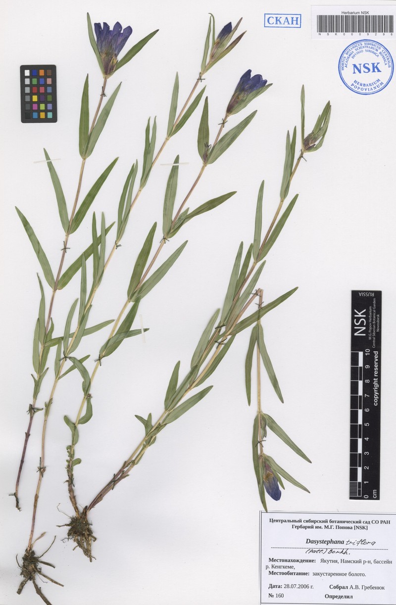 Gentiana triflora subsp. triflora photo 2