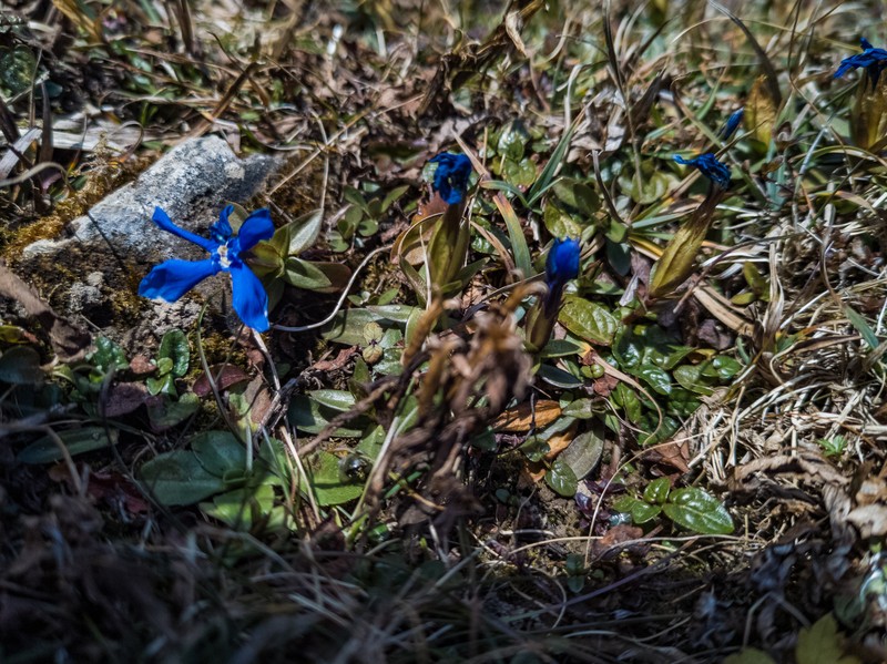 Gentiana verna subsp. verna