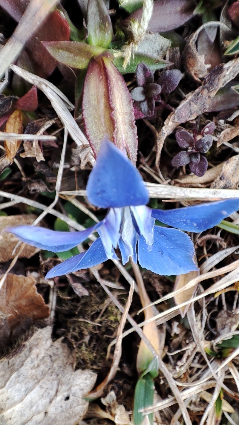 Gentiana verna subsp. verna photo 2