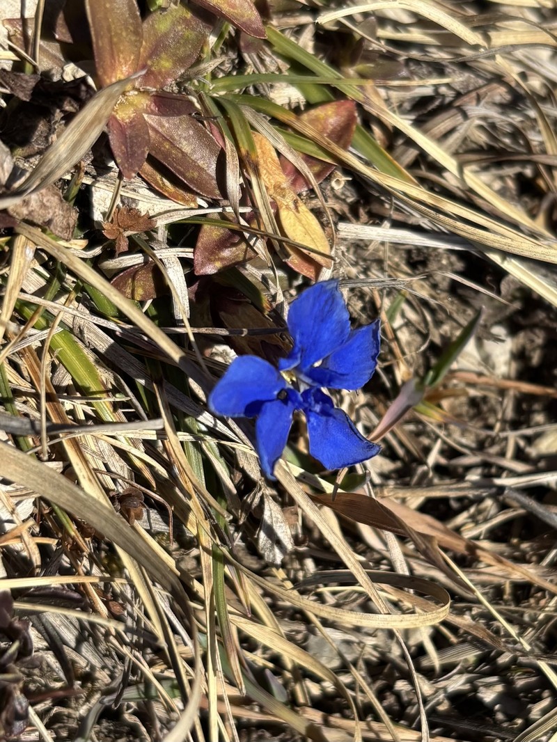 Gentiana verna subsp. verna photo 3